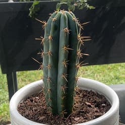 Peruvian Torch Cactus plant