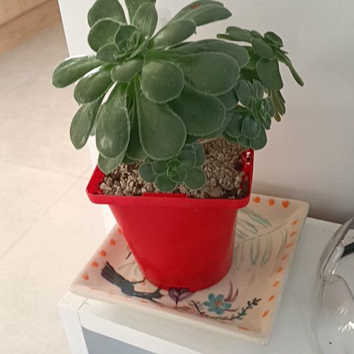 Photo of the plant species Stalked Aeonium by @purpletiger34 named Nemo on Greg, the plant care app