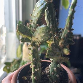Photo of the plant species Marbled Maverick Cactus by @AceQuivertree named Marley on Greg, the plant care app