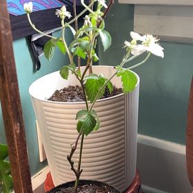 Photo of the plant species Bushel and Berry Baby Cakes by @AceQuivertree named Gregarious on Greg, the plant care app