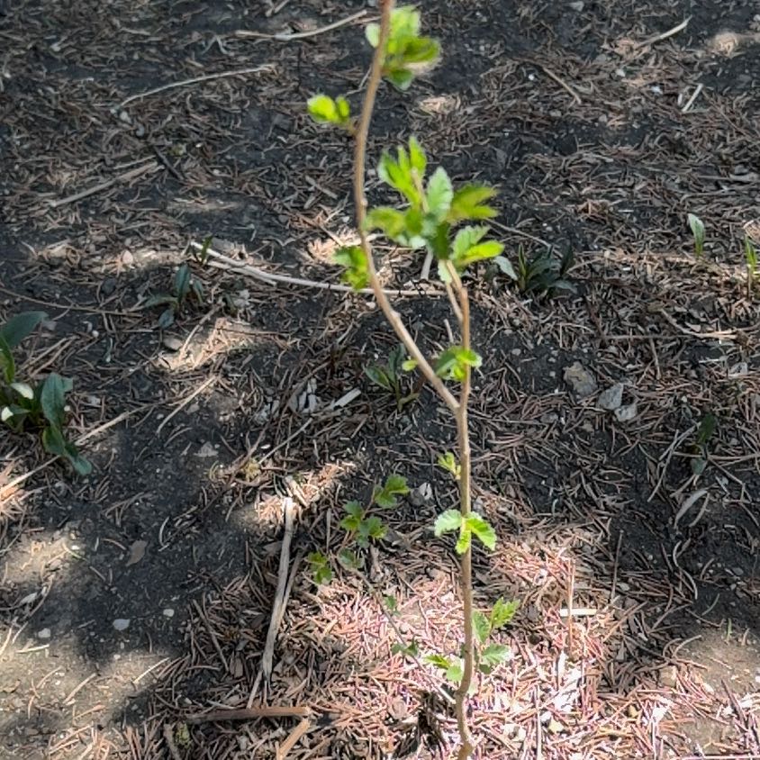 Photo of the plant species Salmonberry by @VitalShadscale named Mollie on Greg, the plant care app