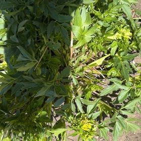 Photo of the plant species Golden Alexanders by @VitalShadscale named Harry on Greg, the plant care app