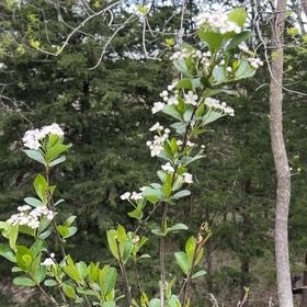 Photo of the plant species Black Chokeberry by @VitalShadscale named Eva on Greg, the plant care app