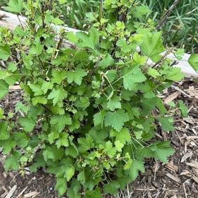 Photo of the plant species Black Currant by @VitalShadscale named Aria on Greg, the plant care app