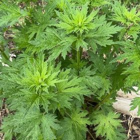 Photo of the plant species Leonurus Cardiaca by @VitalShadscale named Duke on Greg, the plant care app