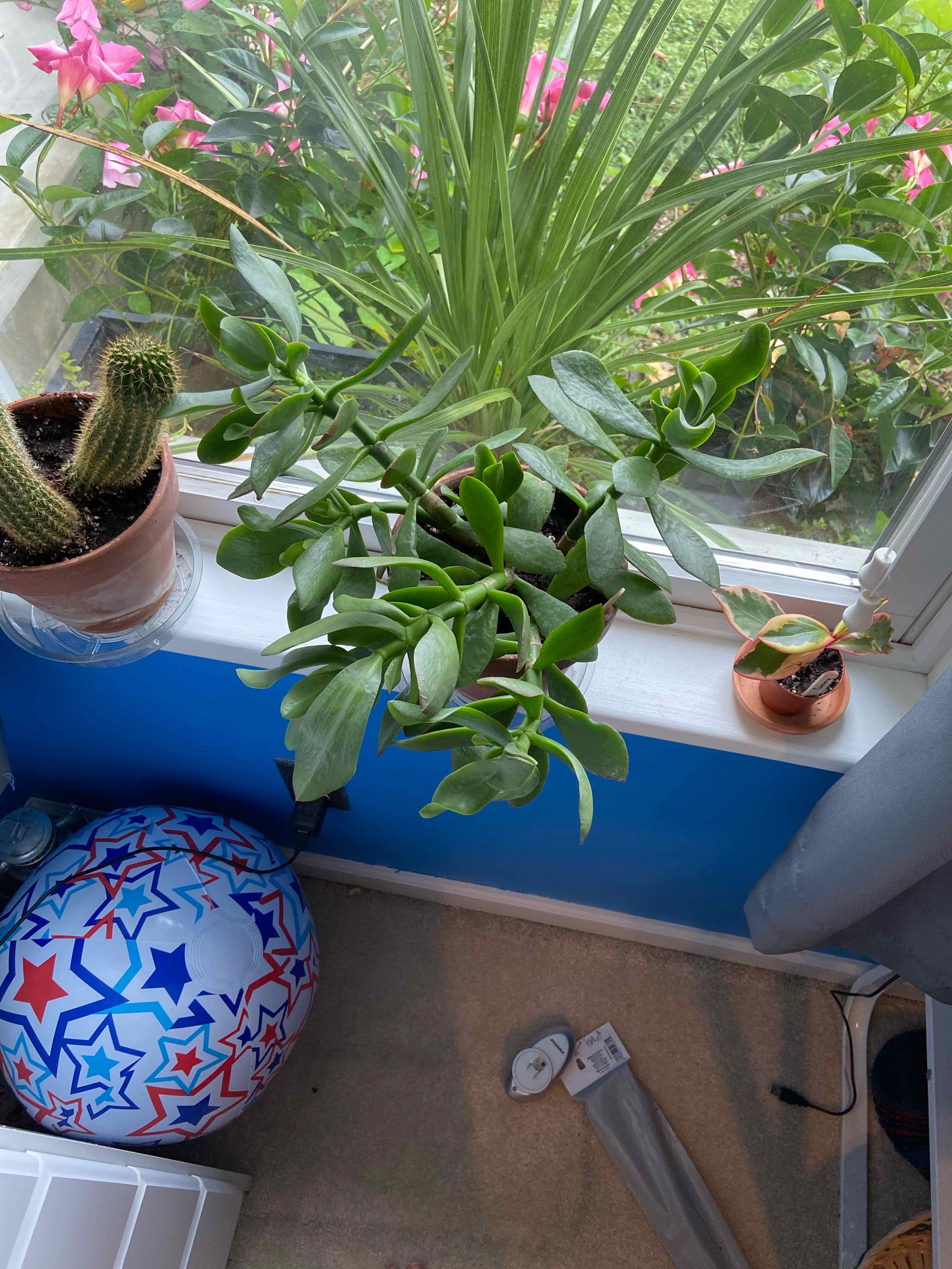 Lucky Plant plant photo by Shelby named Jade on Greg, the plant care app.