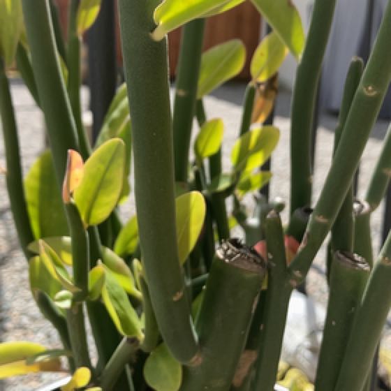Photo of the plant species Slipper Plant by @DashingDeathcap named Sarah’s Tall Slippee on Greg, the plant care app