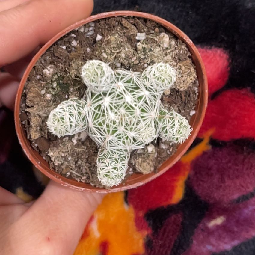 Photo of the plant species Thimble Cactus by @FitYellowbells named Rihanna on Greg, the plant care app