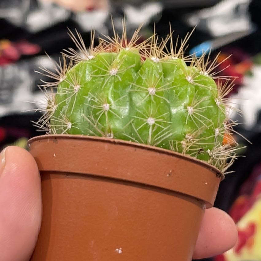 Photo of the plant species Rainbow Burst by @FitYellowbells named Spike Leaves on Greg, the plant care app