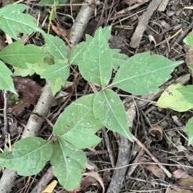 Photo of the plant species Poison Ivy by @ElaborateNeslia named Kobe on Greg, the plant care app