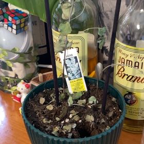 Photo of the plant species eucalyptus by @ClimbingNeem named Remington on Greg, the plant care app