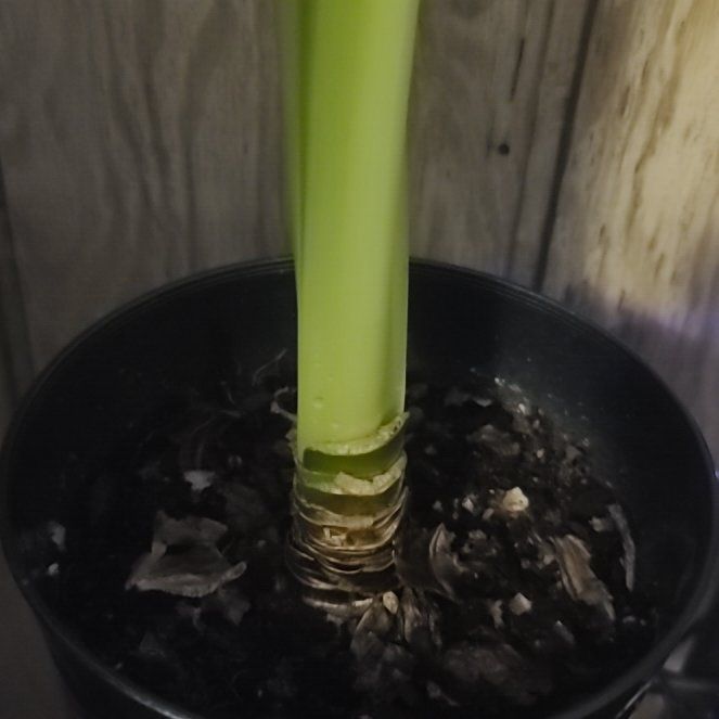Photo of the plant species Galaxy Group Amaryllis by @SoignePinkball named Keanu Leaves on Greg, the plant care app