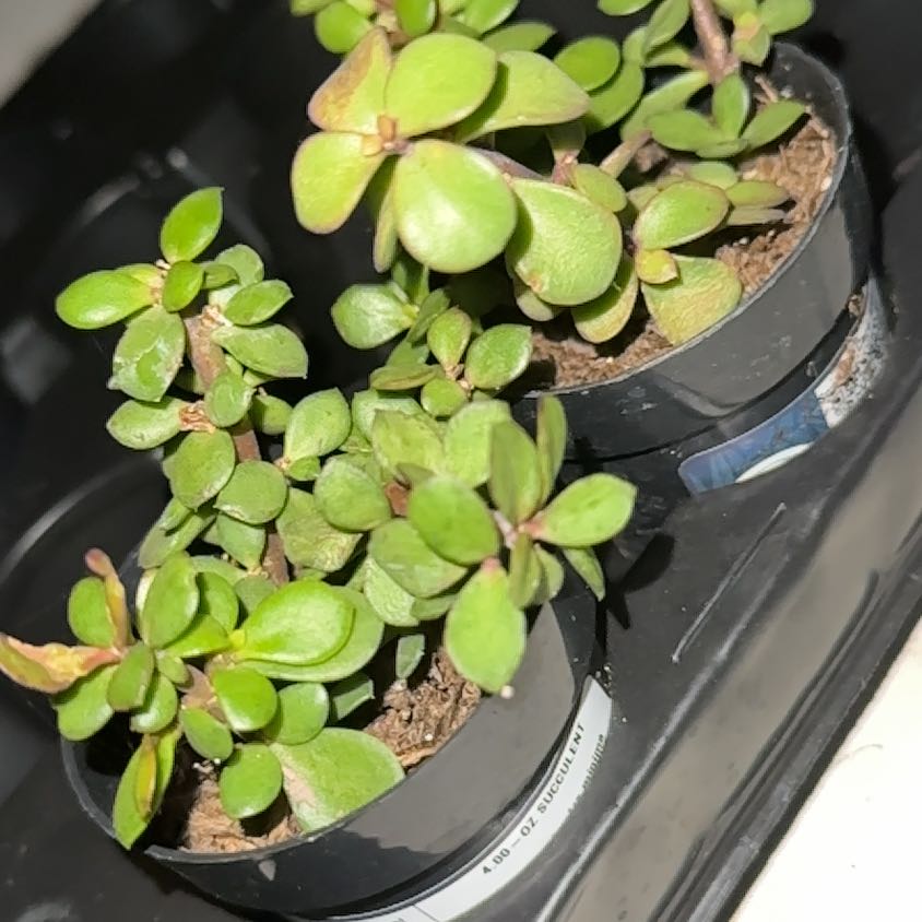 Photo of the plant species Portulacaria afra var. minima 'Lilliput' by @MerryWildtea named Spike Leaves on Greg, the plant care app