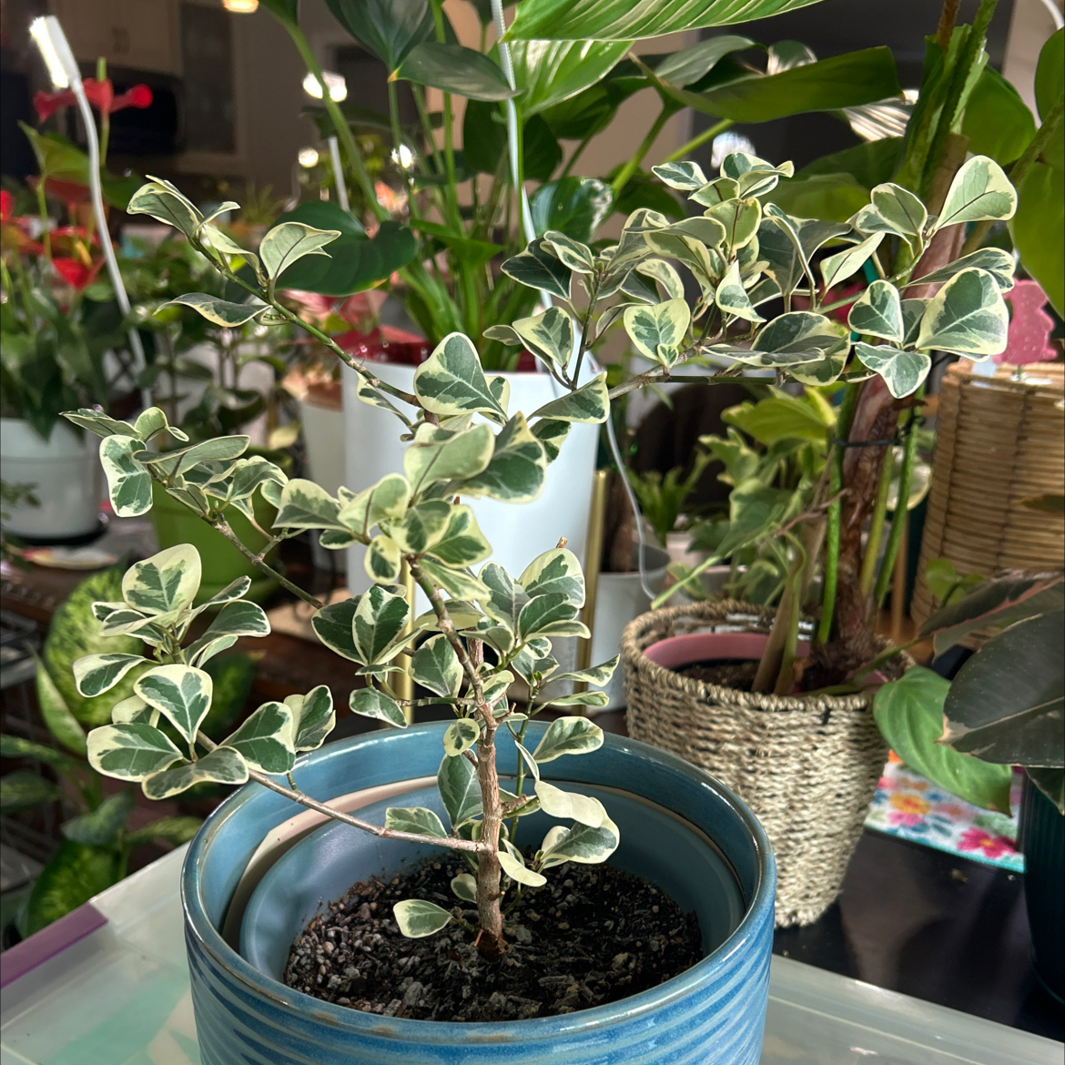 Photo of the plant species Ficus triangularis by @Shells_Garden named Skellington on Greg, the plant care app