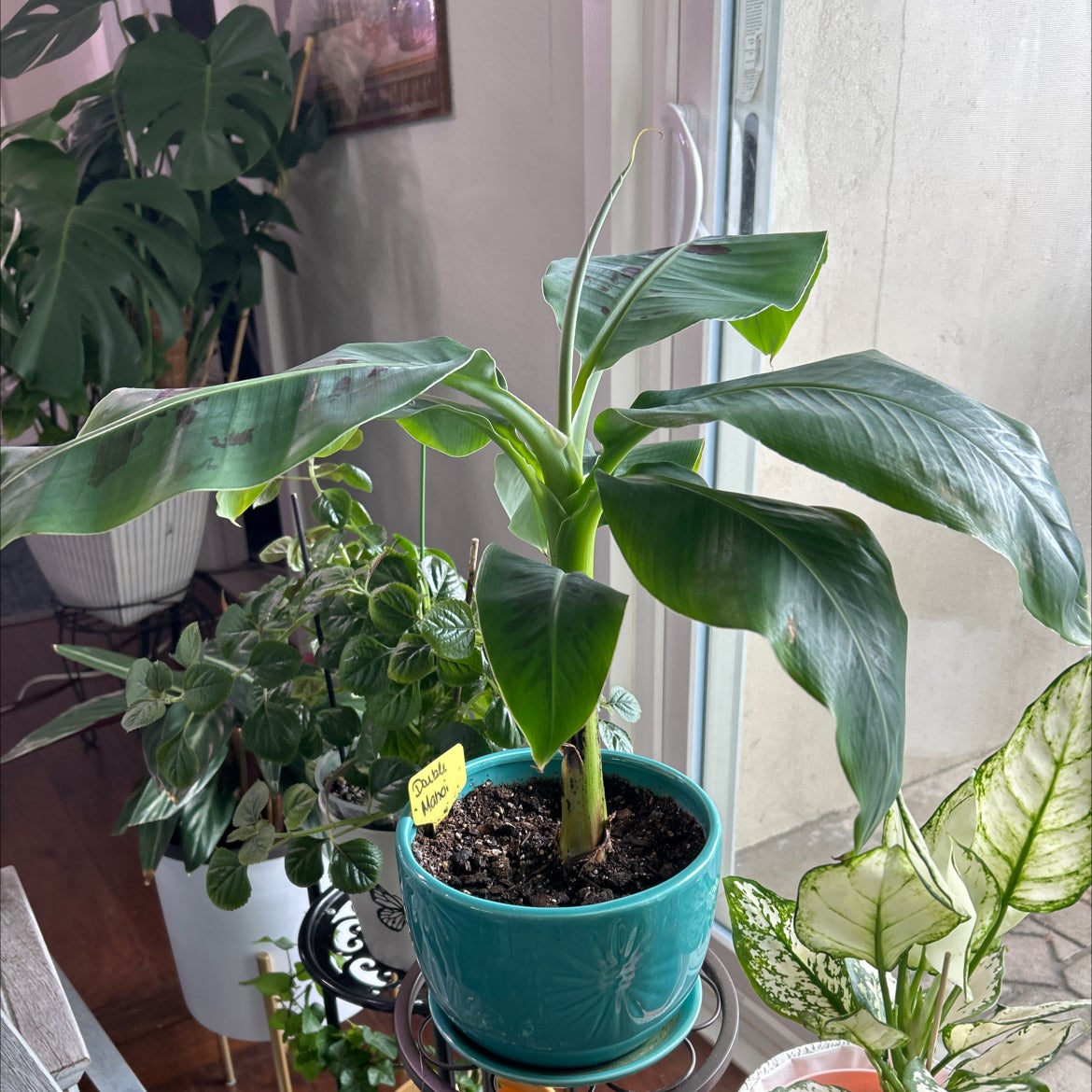 Plant care for Banana on Greg, the plant care app