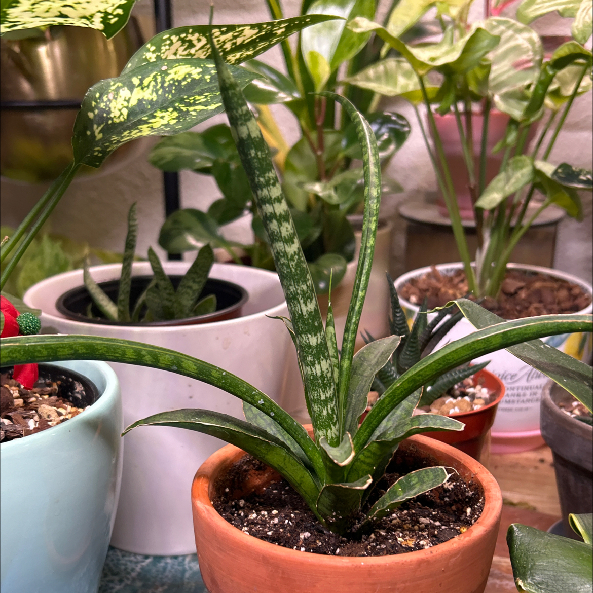 Photo of the plant species Star Sansevieria by @Shells_Garden named Twinkle on Greg, the plant care app