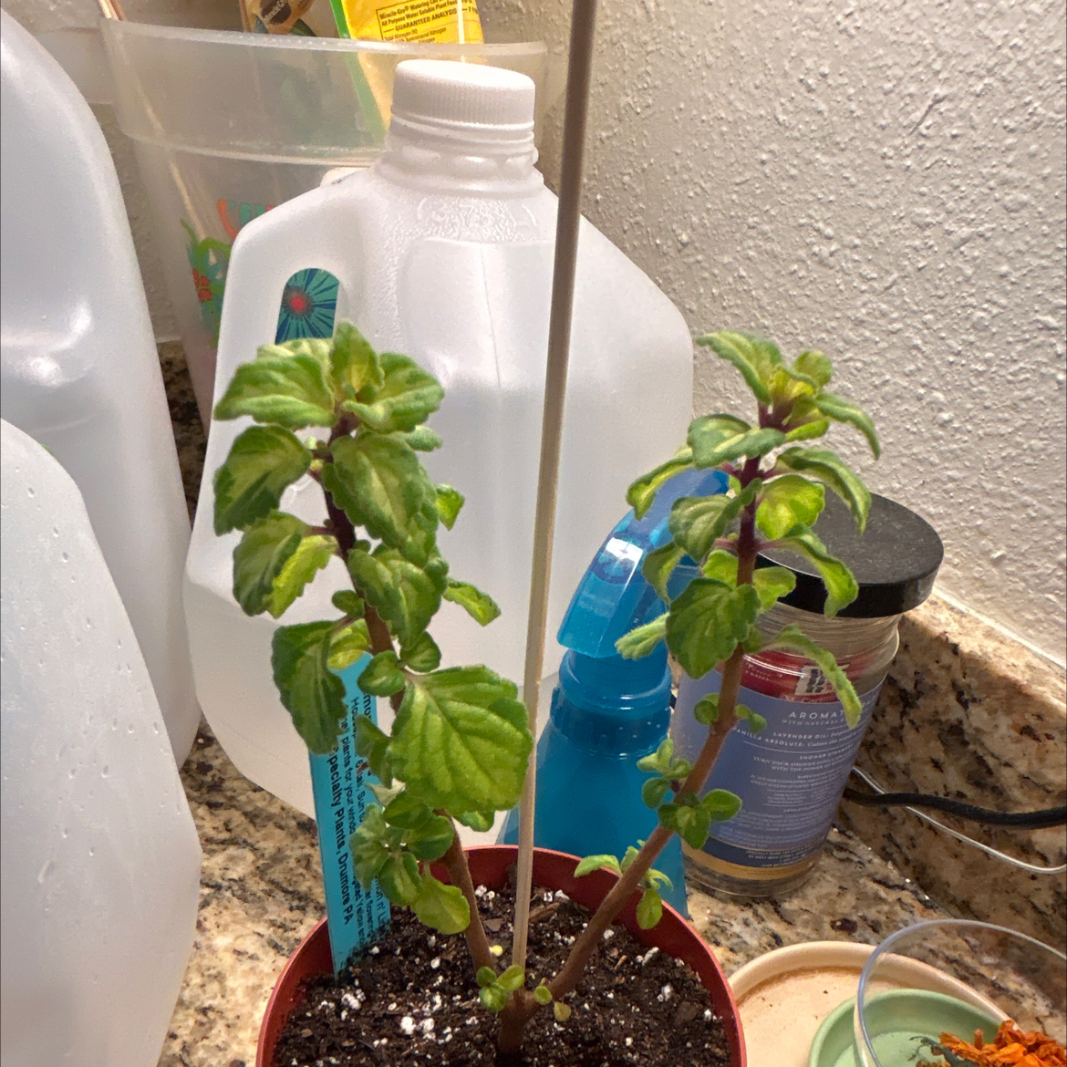 Plant care for Candy Kisses Wild Sage on Greg, the plant care app