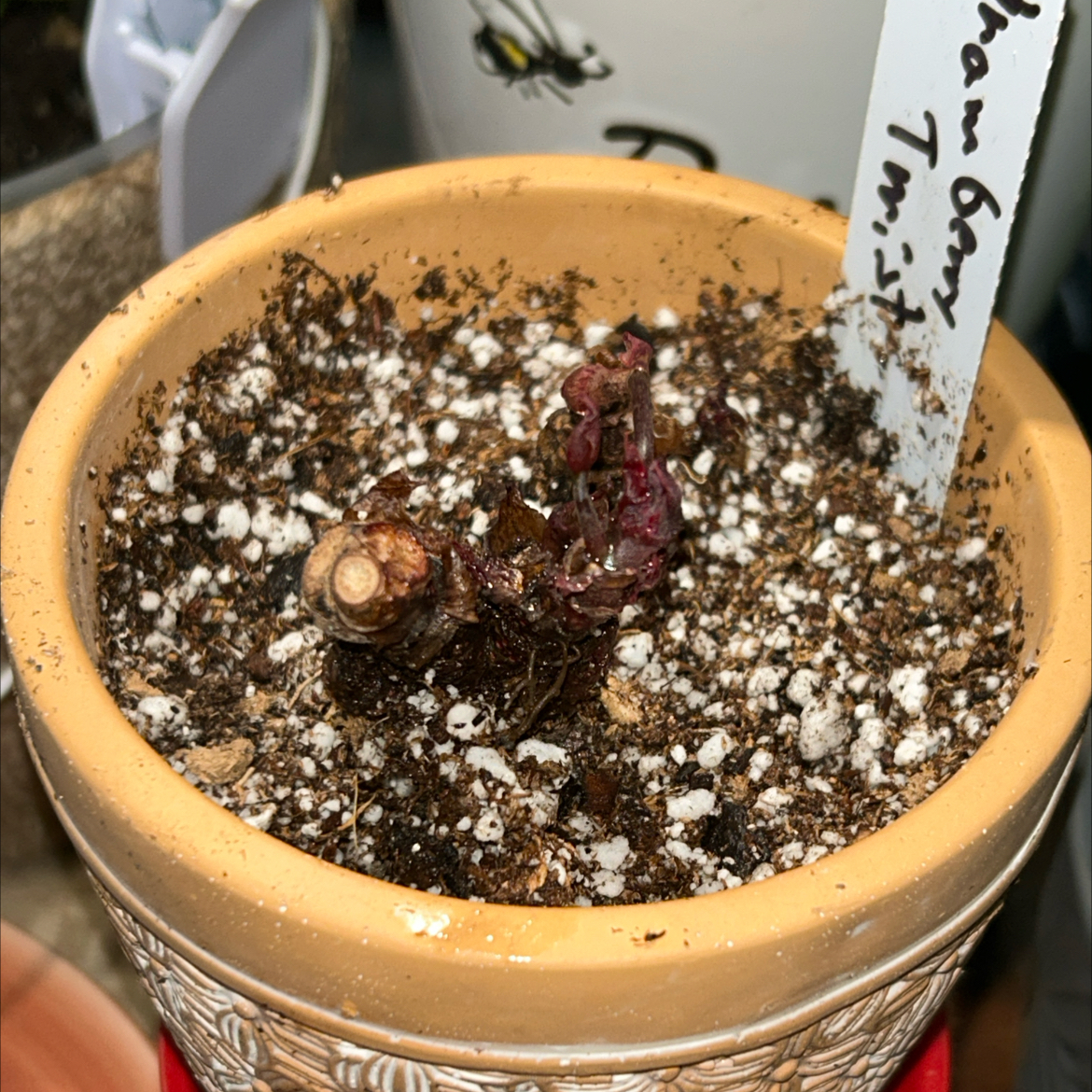 Ruby Rex (Strawberry Twist)