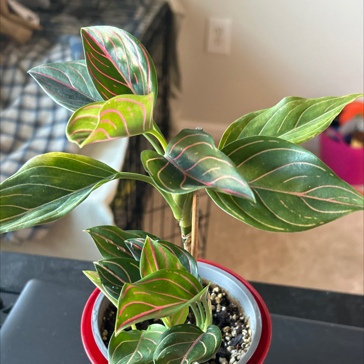 Photo of the plant species Chocolate Aglaonema by @Shells_Garden named Tiger Red on Greg, the plant care app