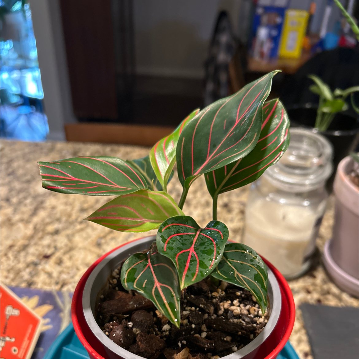 Photo of the plant species Aglaonema Rotundum by @Shells_Garden named Tiger Red on Greg, the plant care app