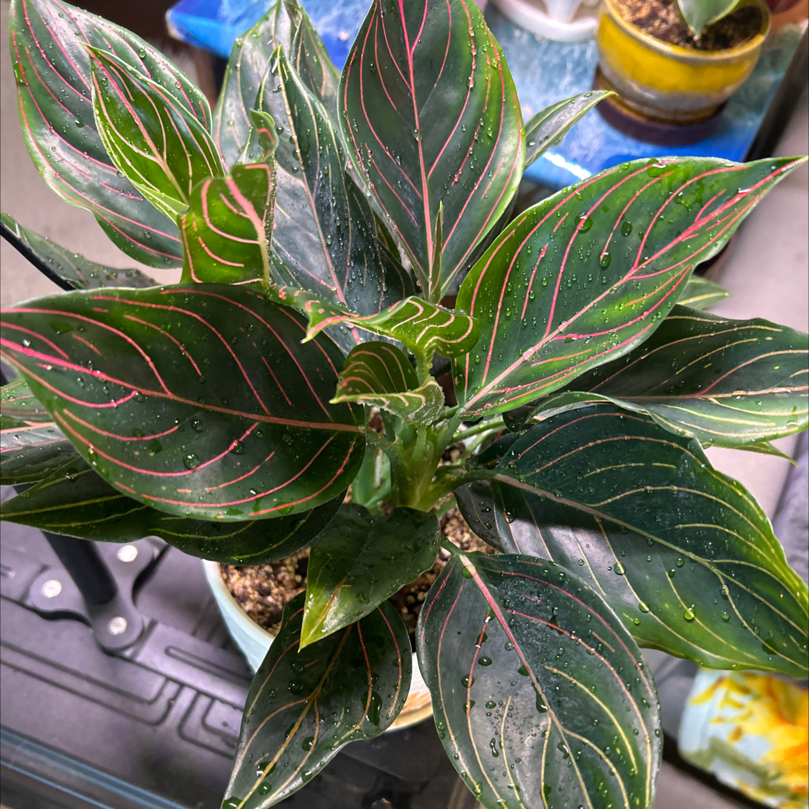 Photo of the plant species Aglaonema rotunda by @Shells_Garden named Cerise on Greg, the plant care app