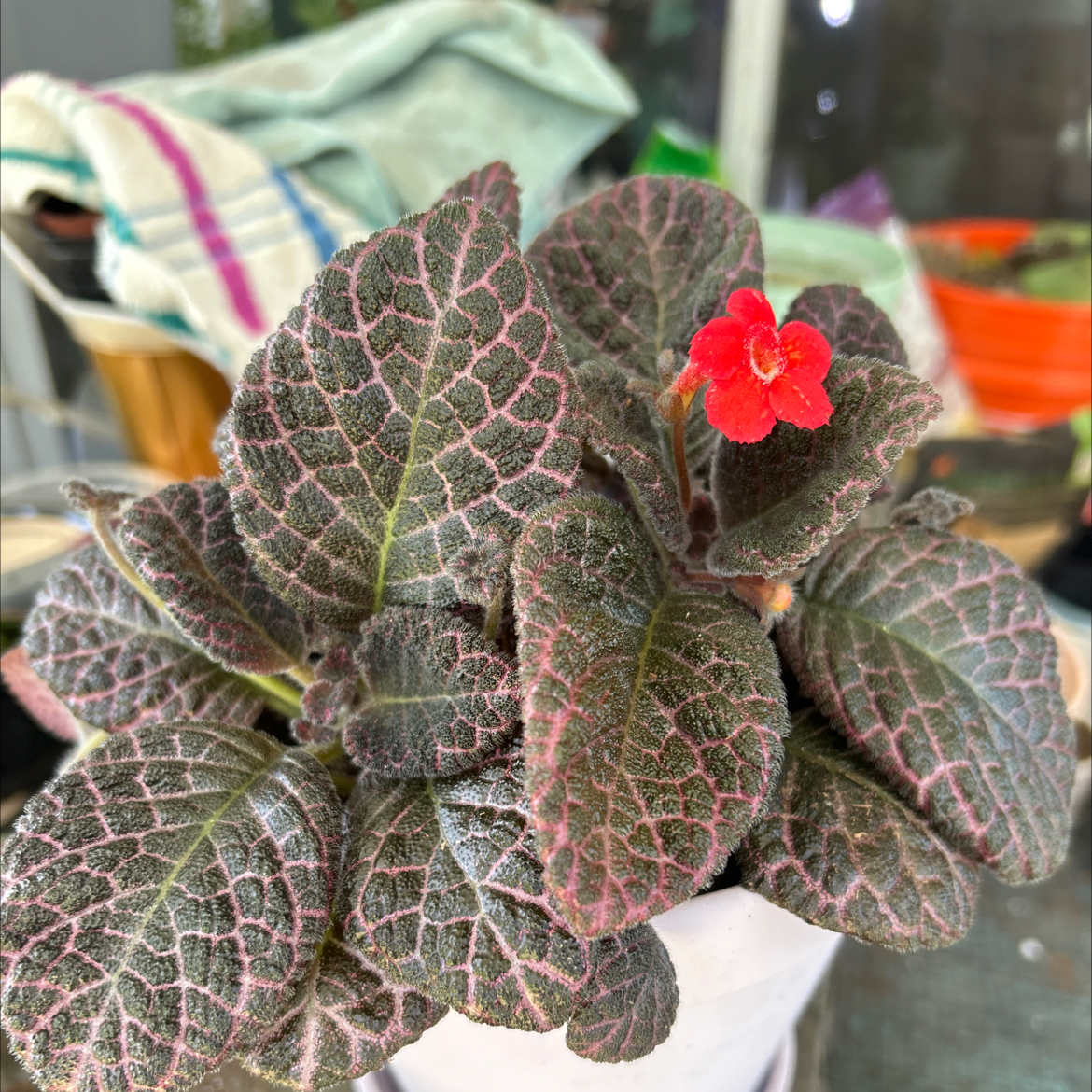 Photo of the plant species Episcia 'Copper' by @Shells_Garden named Copper on Greg, the plant care app