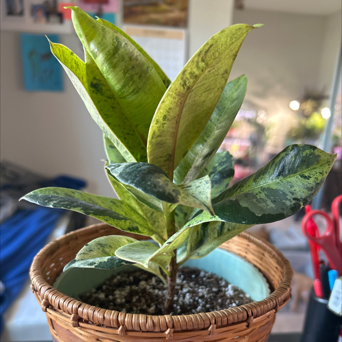 Photo of the plant species Ficus Shivereana Moonshine by @Shells_Garden named Shivvy on Greg, the plant care app