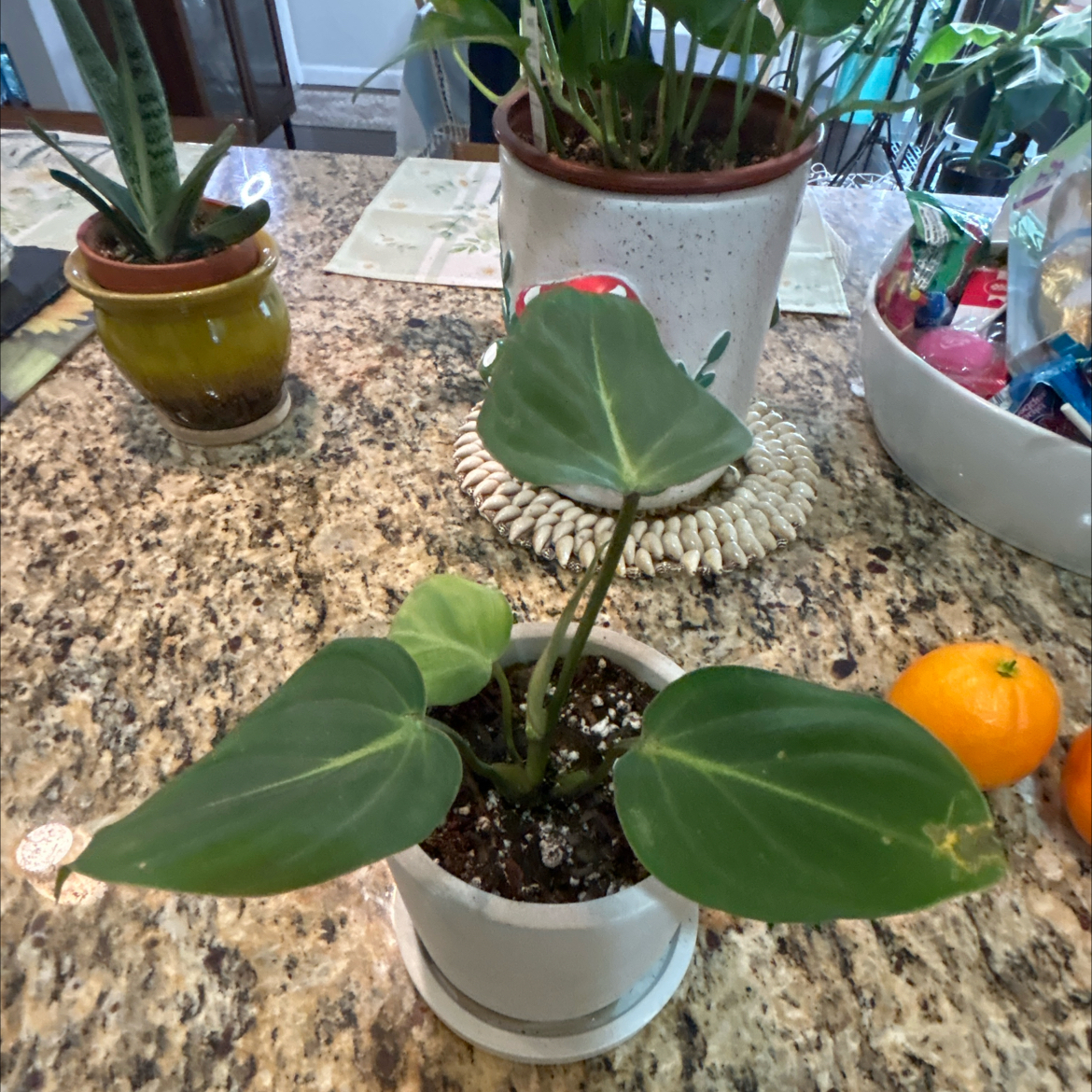 Photo of the plant species Philodendon Gloriosum by @Shells_Garden named Micah on Greg, the plant care app