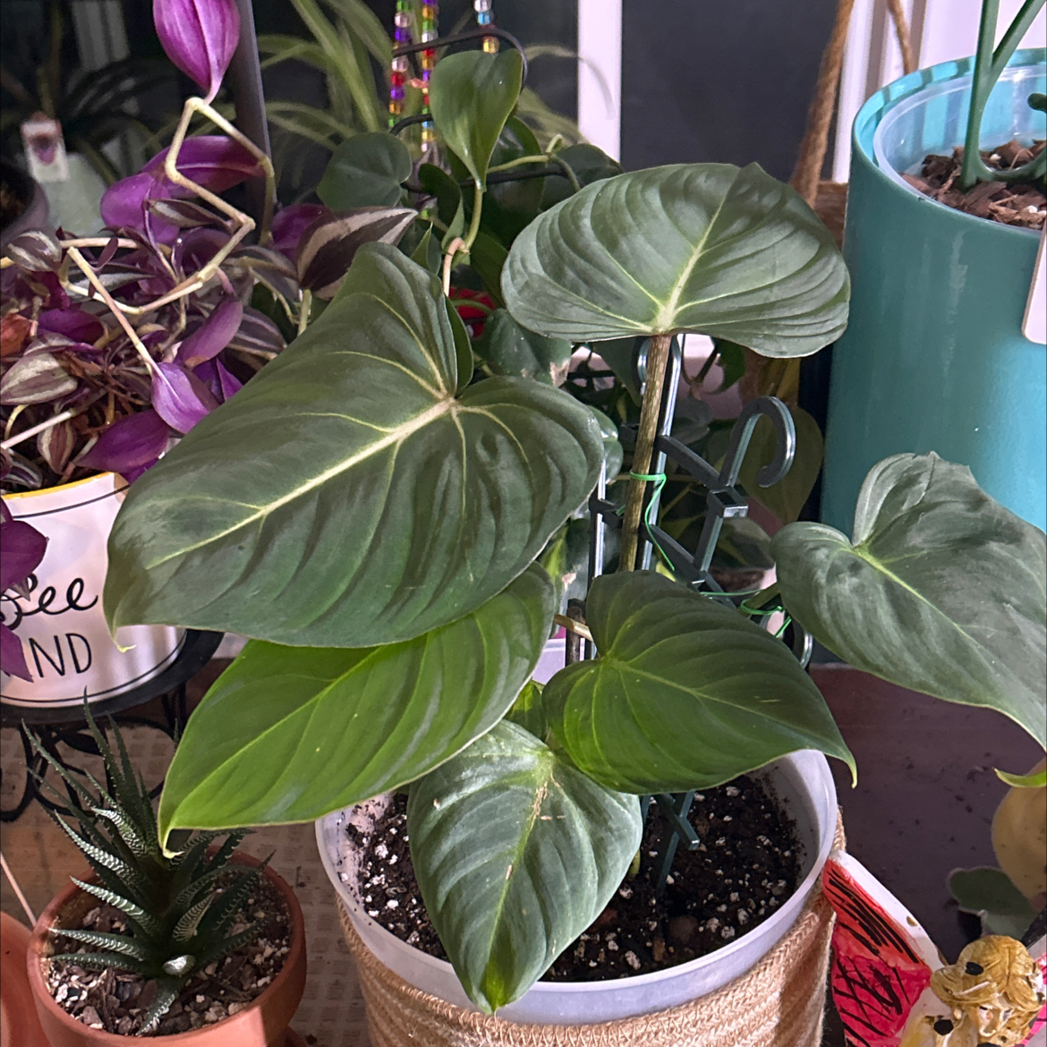 Photo of the plant species Philodendon Gloriosum by @Shells_Garden named Micah on Greg, the plant care app