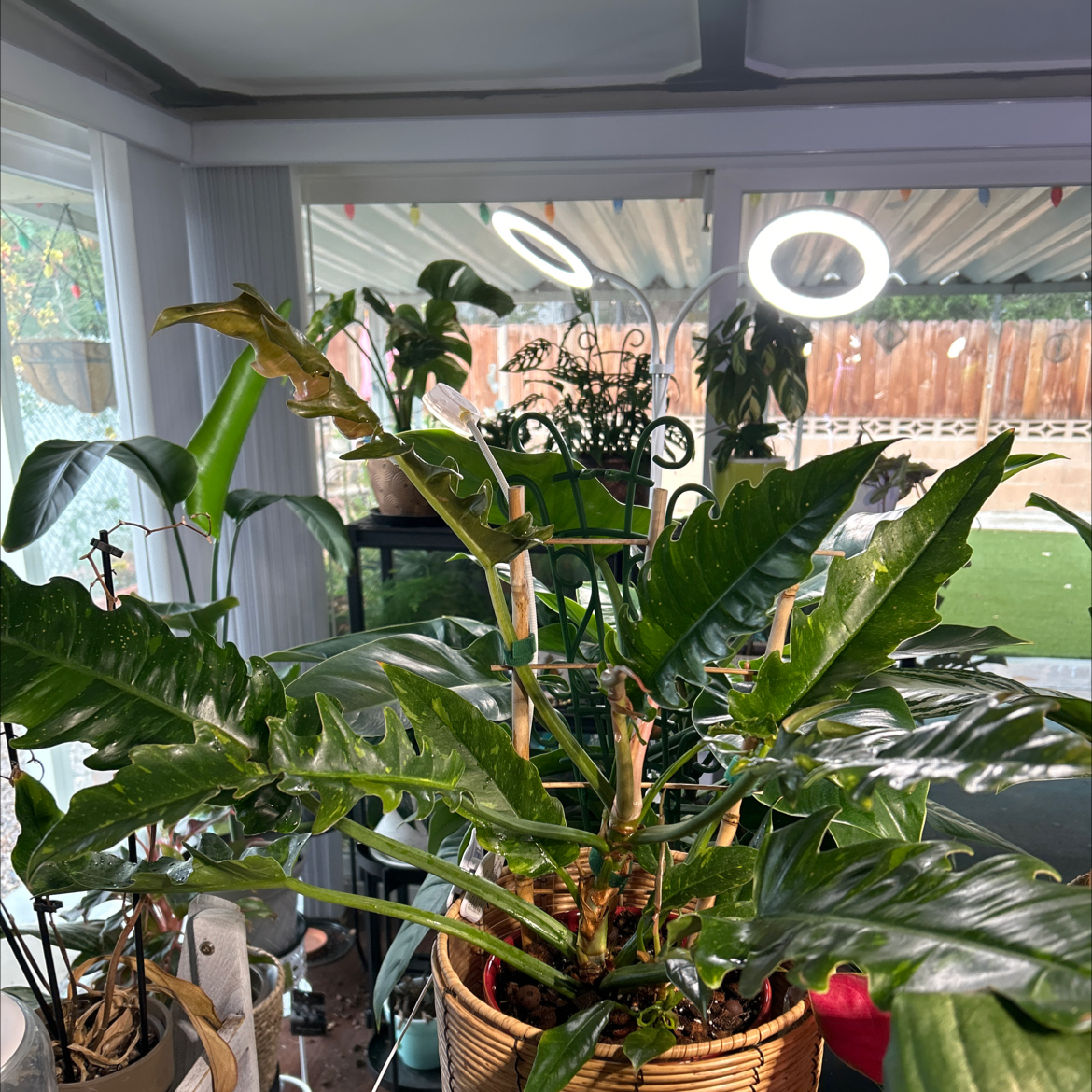 Photo of the plant species Philodendron by @Shells_Garden named Firefly on Greg, the plant care app
