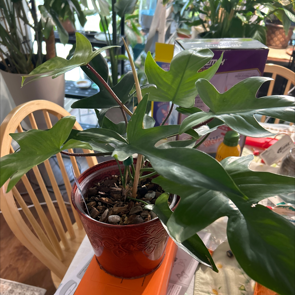 Photo of the plant species Philodendron ghost Mint by @Shells_Garden named Elvira on Greg, the plant care app