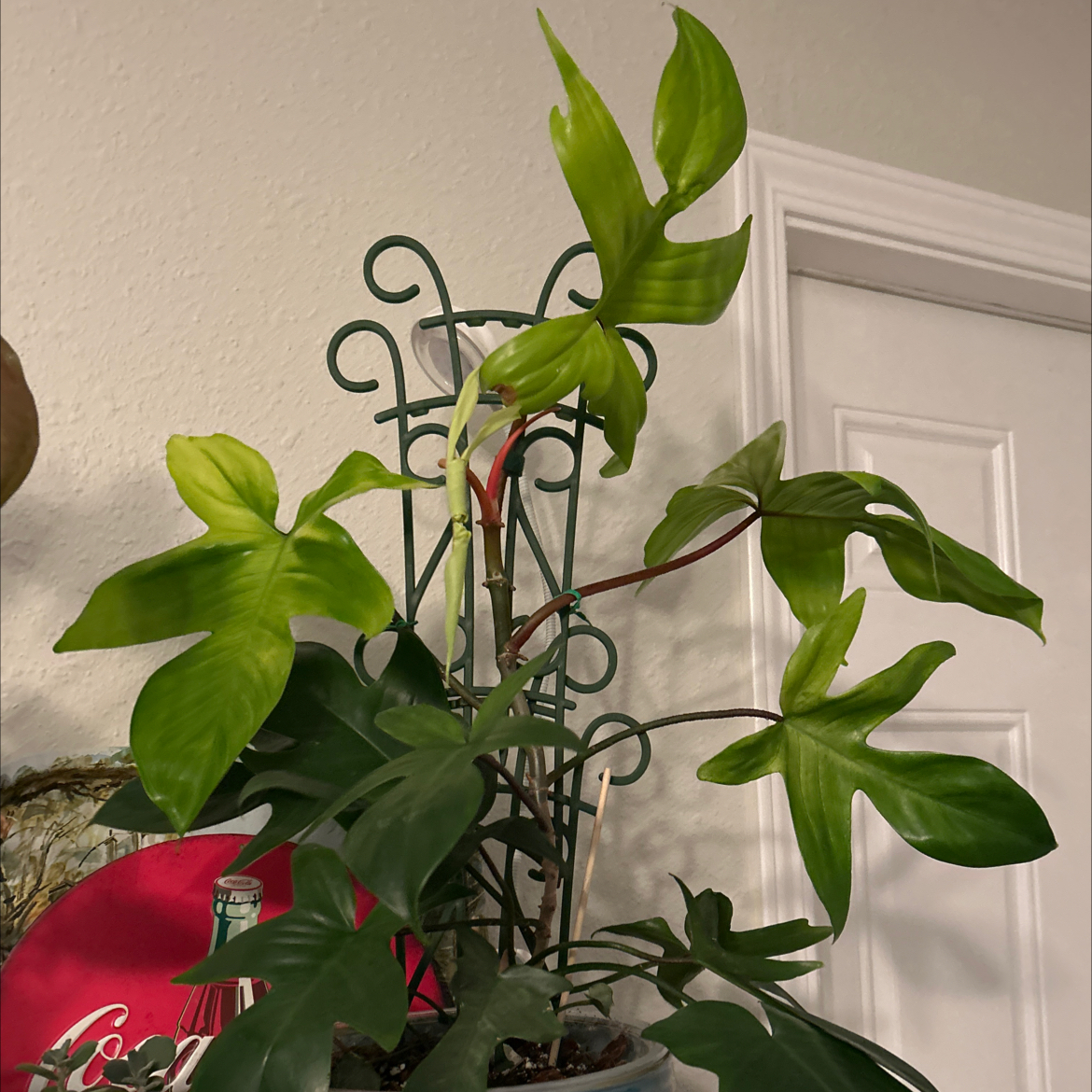Photo of the plant species Philodendron ghost Mint by @Shells_Garden named Elvira on Greg, the plant care app
