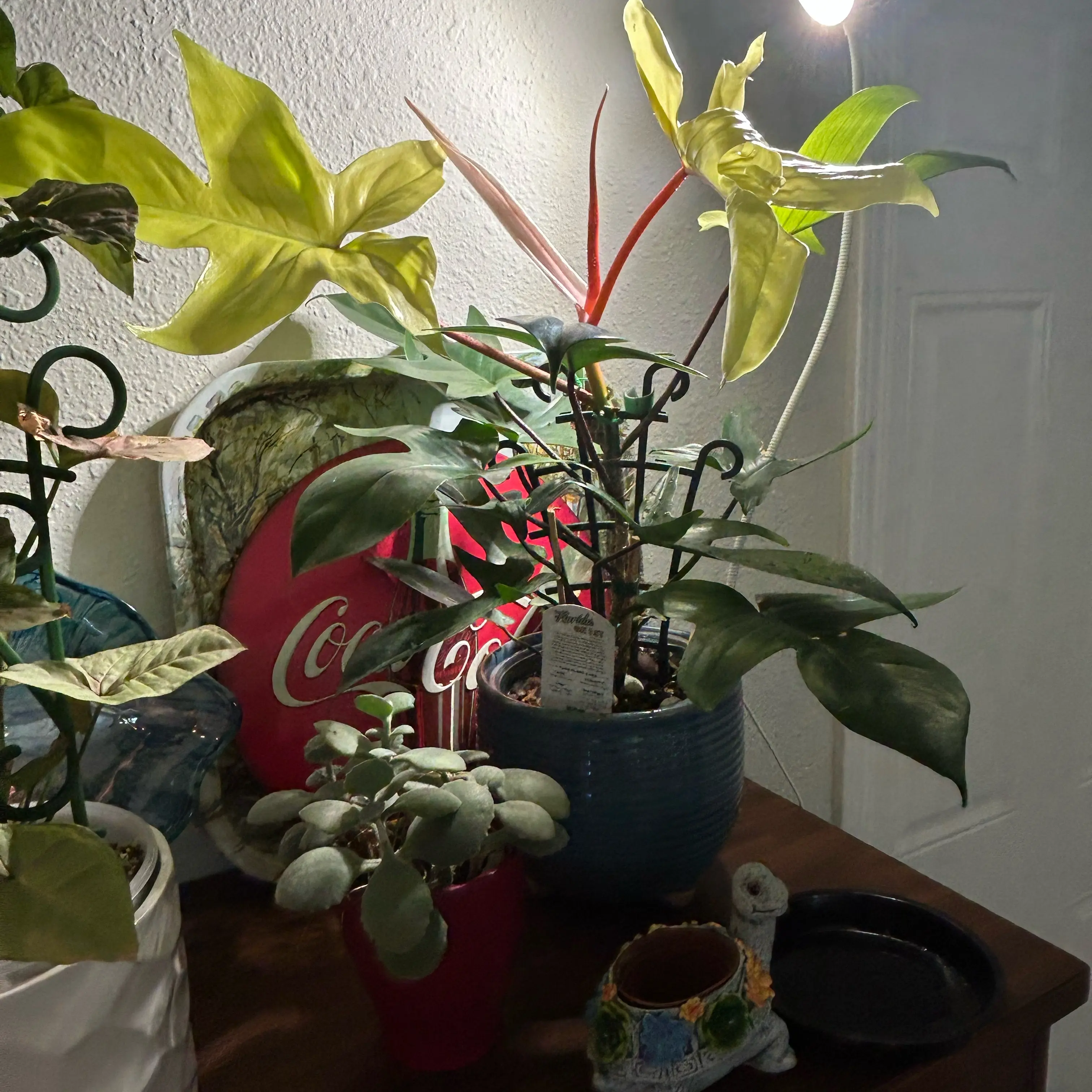 Photo of the plant species Philodendron ghost Mint by @Shells_Garden named Elvira on Greg, the plant care app