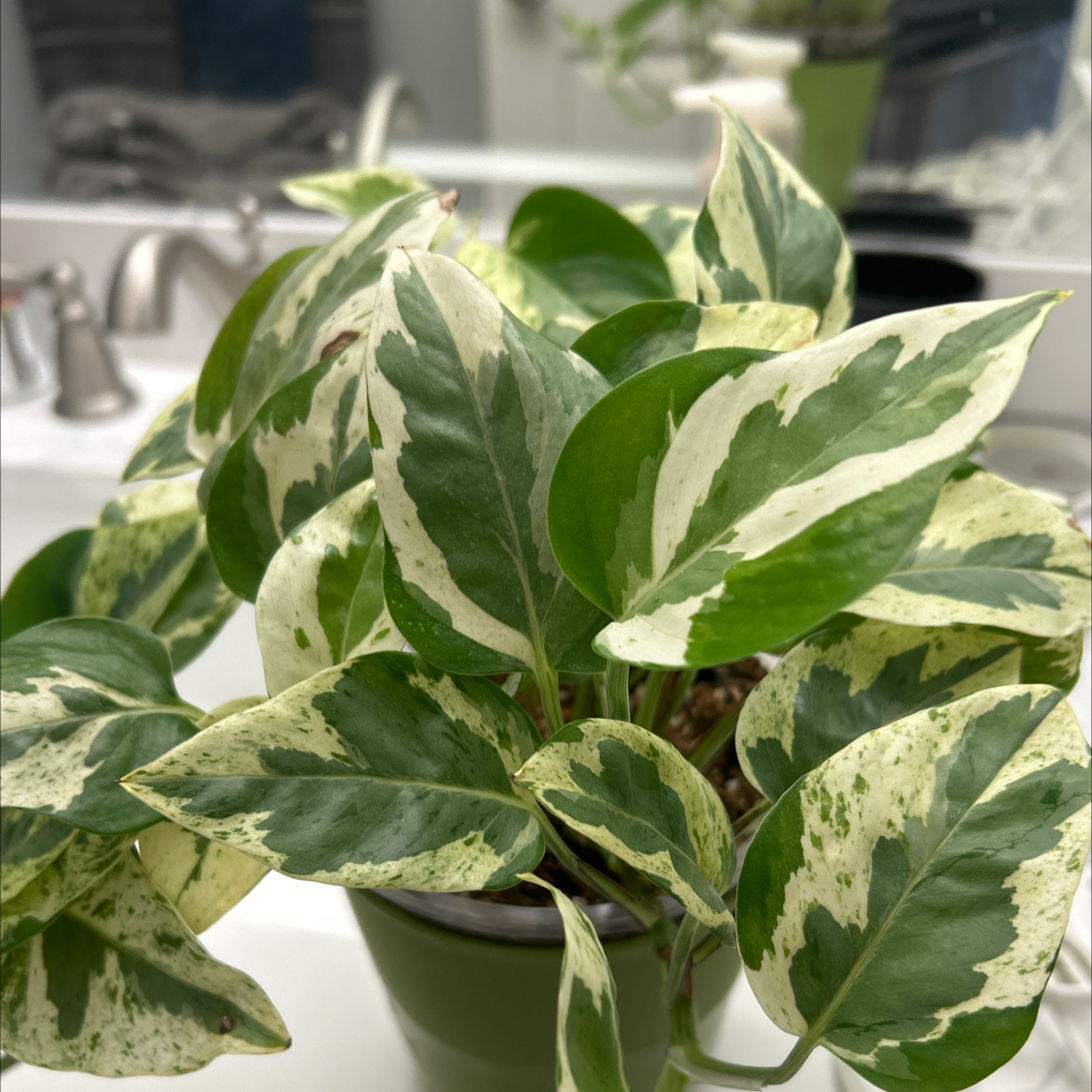Photo of the plant species Epipremnum 'Njoy' by @Shells_Garden named Brandi on Greg, the plant care app