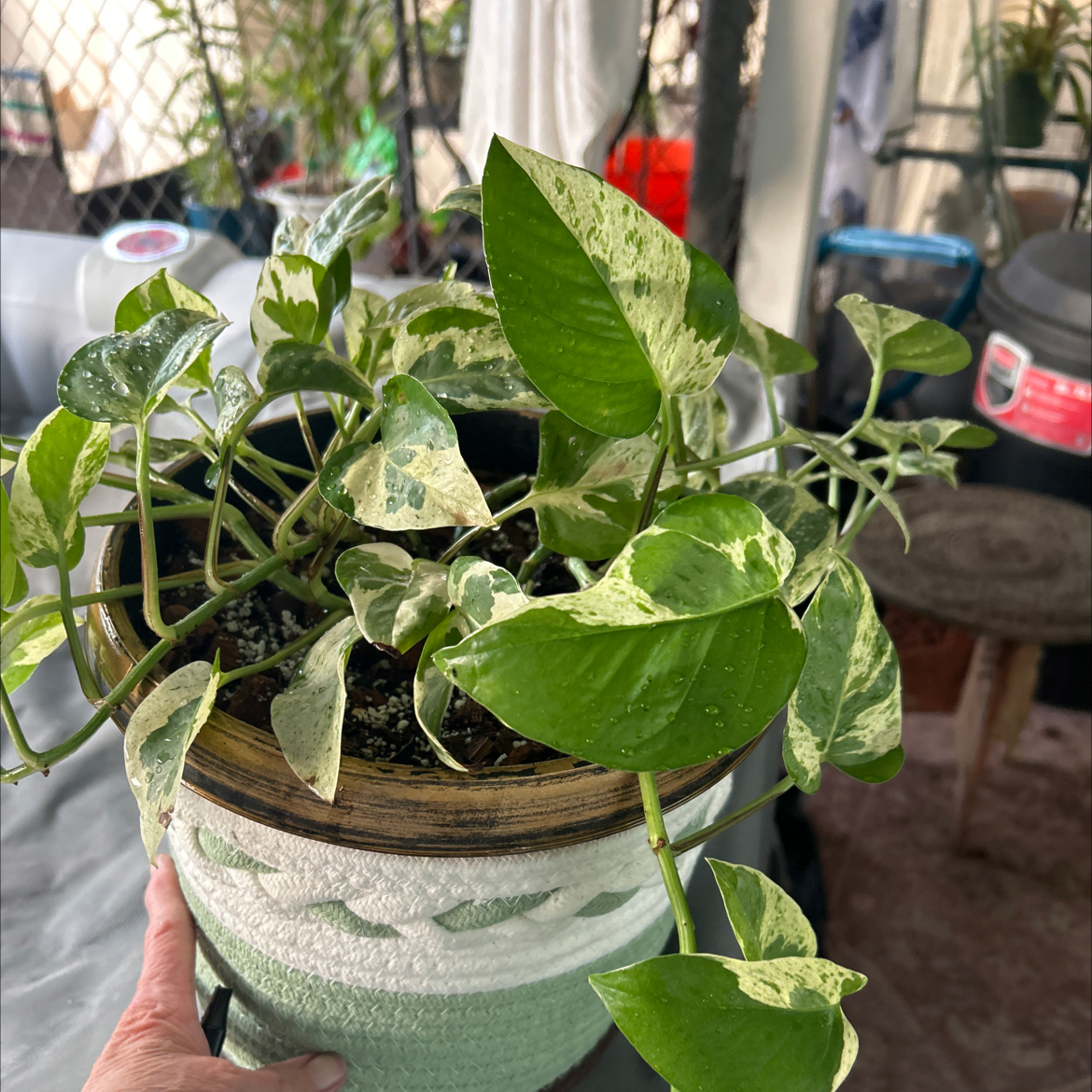 Photo of the plant species Epipremnum 'Njoy' by @Shells_Garden named Brandi on Greg, the plant care app