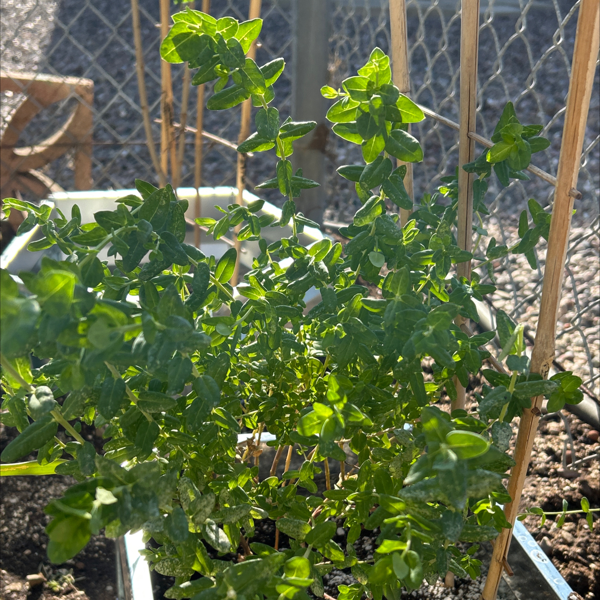 Photo of the plant species Sweet Pea 'Sweetie' by @Shells_Garden named Peanut on Greg, the plant care app