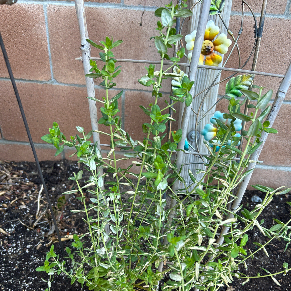 Photo of the plant species Sweet Pea 'Sweetie' by @Shells_Garden named Sweetie on Greg, the plant care app