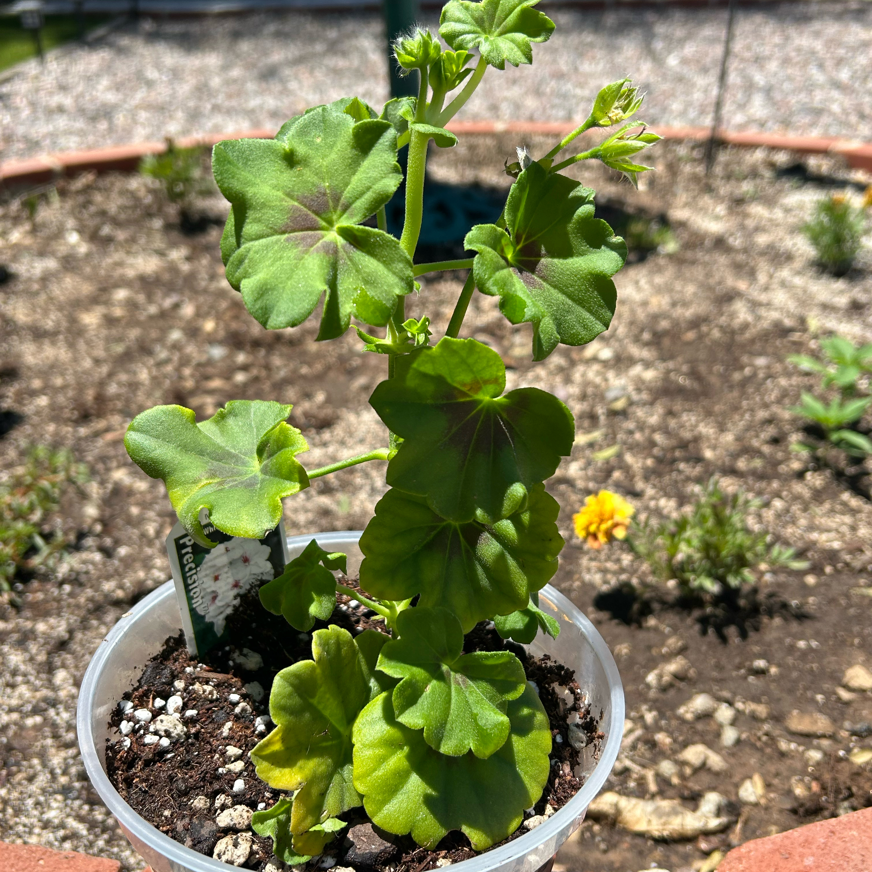 Photo of the plant species Ivy Geranium by @Shells_Garden named Whisper on Greg, the plant care app