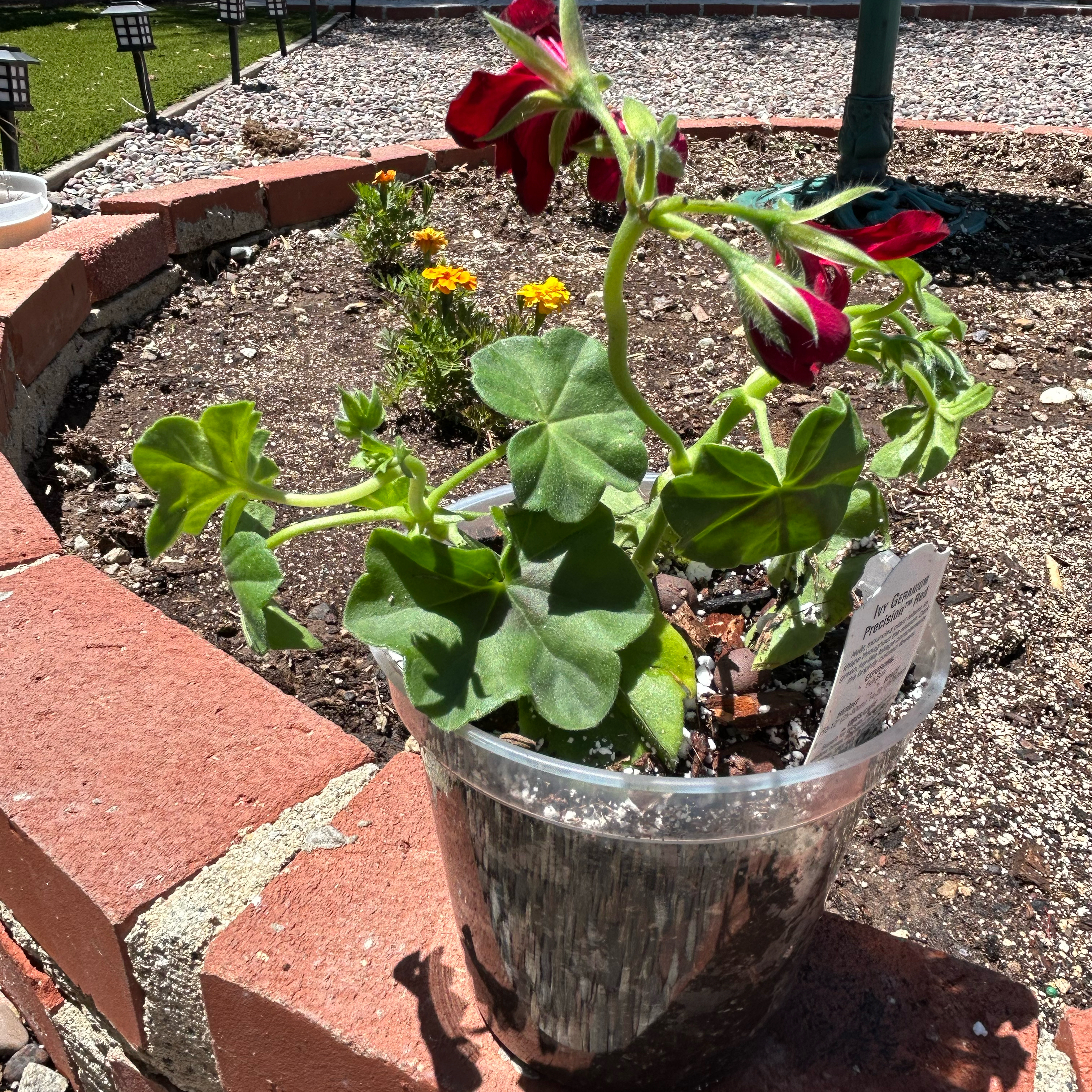 Photo of the plant species Ivy Geranium by @Shells_Garden named Navajo Red on Greg, the plant care app