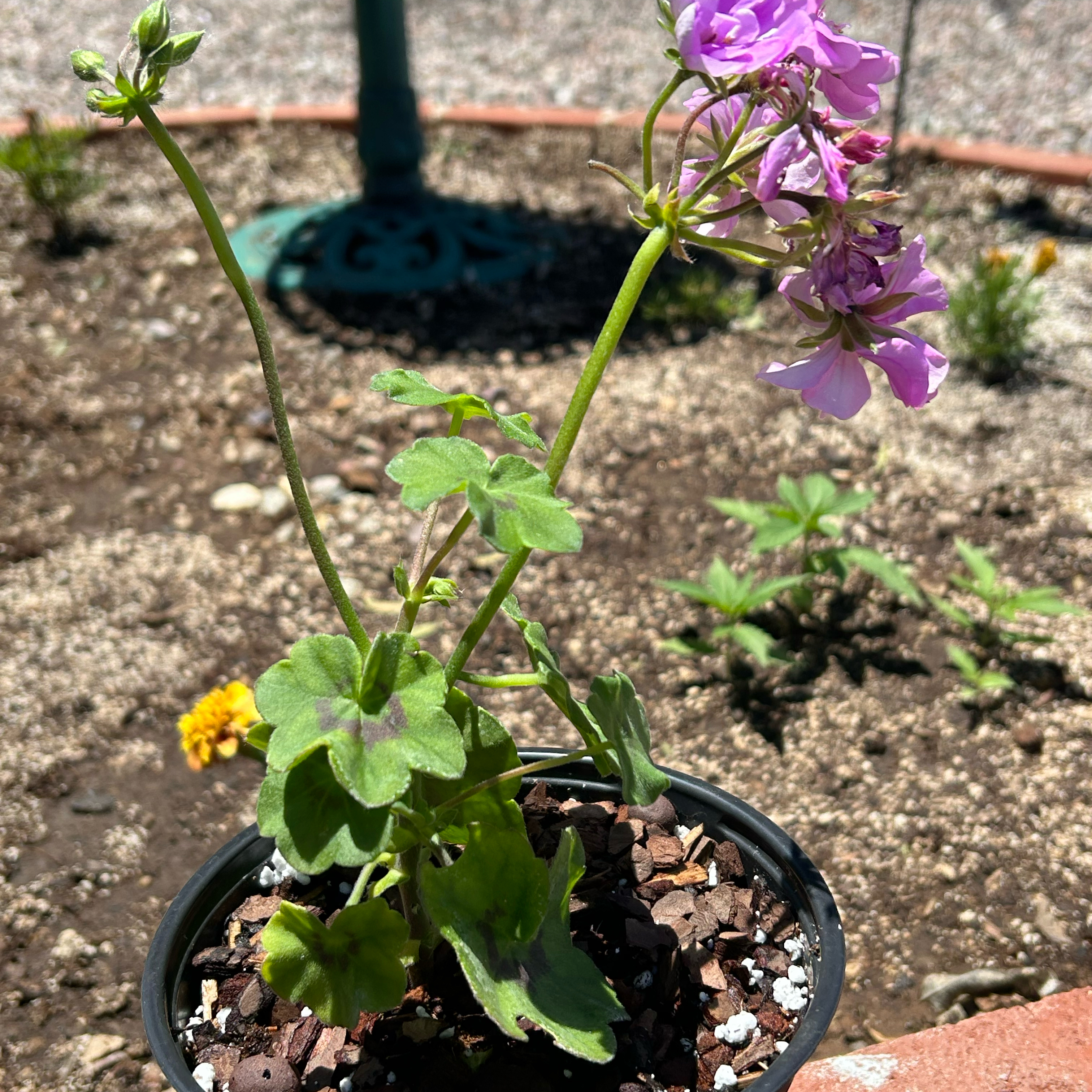 Photo of the plant species Ivy Geranium by @Shells_Garden named Purple Lace on Greg, the plant care app