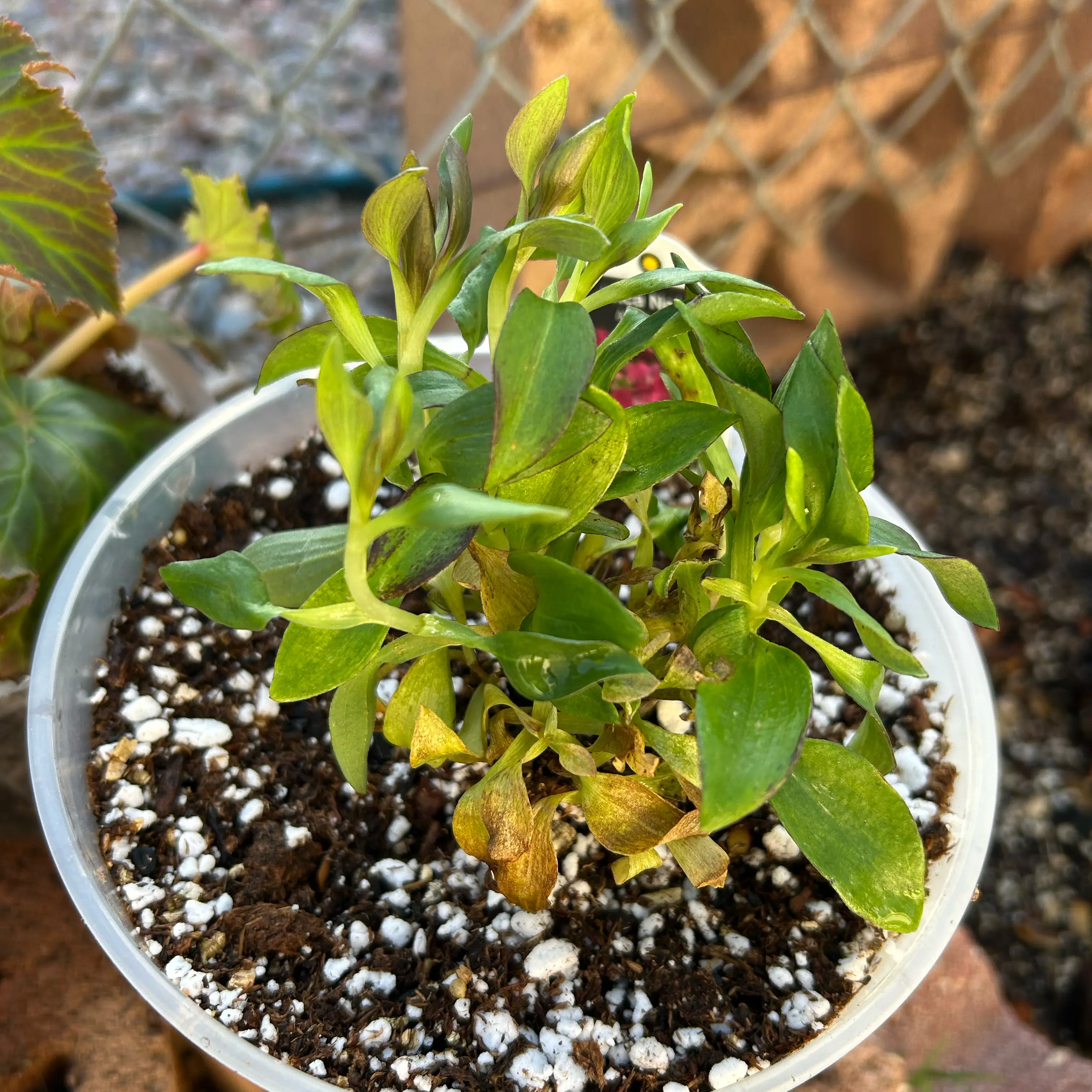 Photo of the plant species Peruvian-Lily by @Shells_Garden named Lilian on Greg, the plant care app
