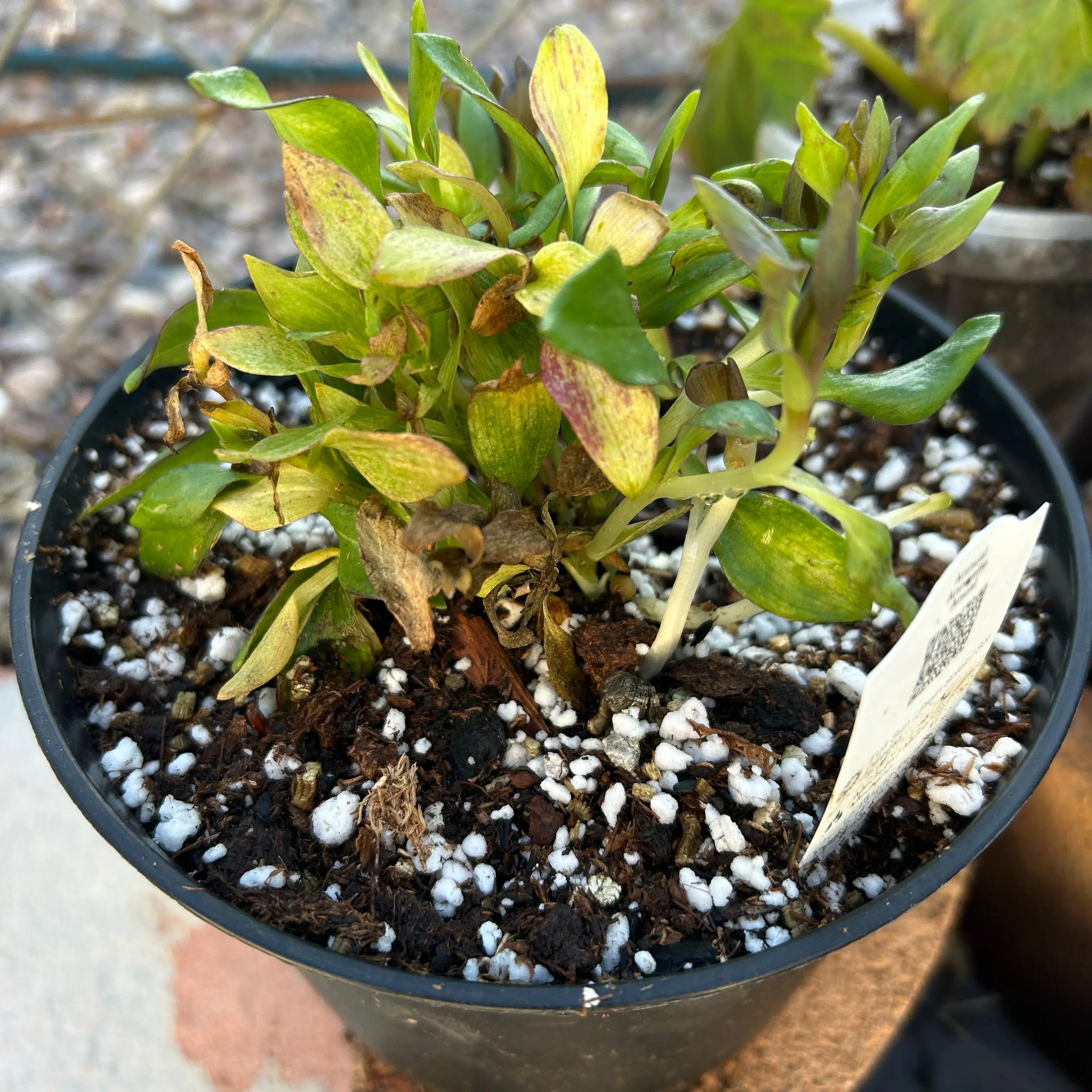 Photo of the plant species Peruvian-Lily by @Shells_Garden named Astro Purple passion on Greg, the plant care app