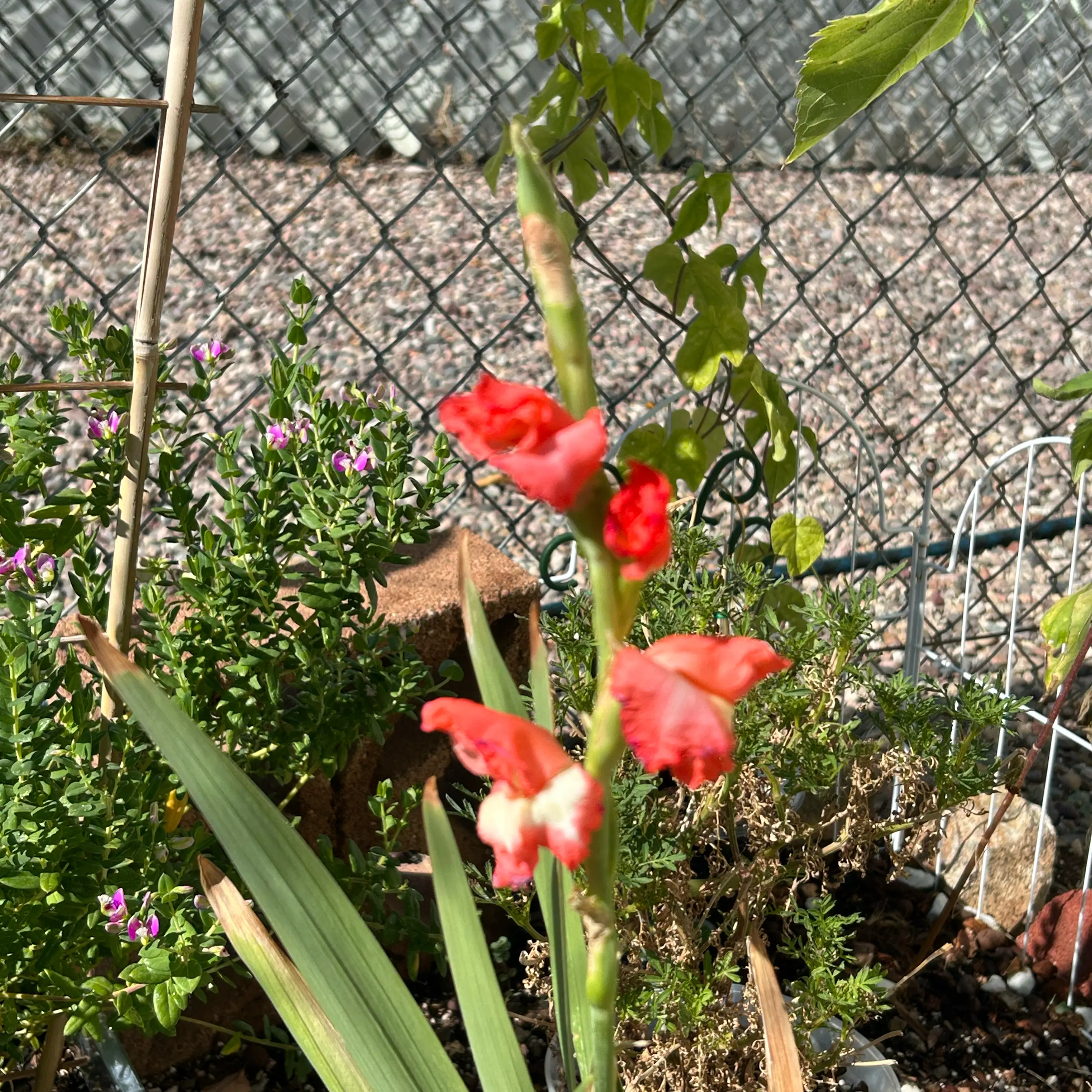 Photo of the plant species Marsh Gladiolus by @Shells_Garden named Amadeus on Greg, the plant care app
