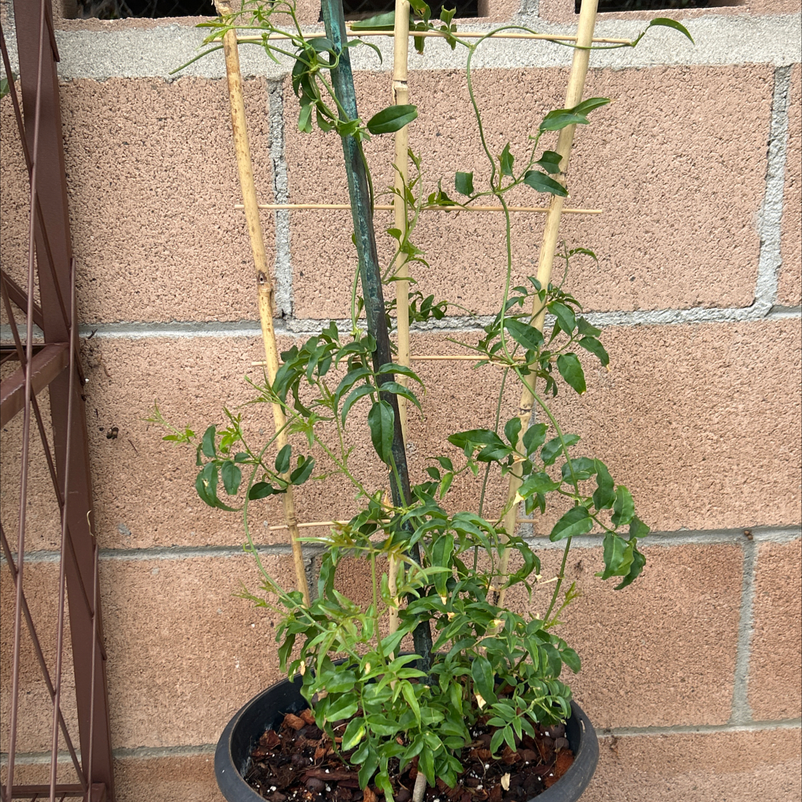 Photo of the plant species Pink Jasmine by @Shells_Garden named Jazzmin on Greg, the plant care app
