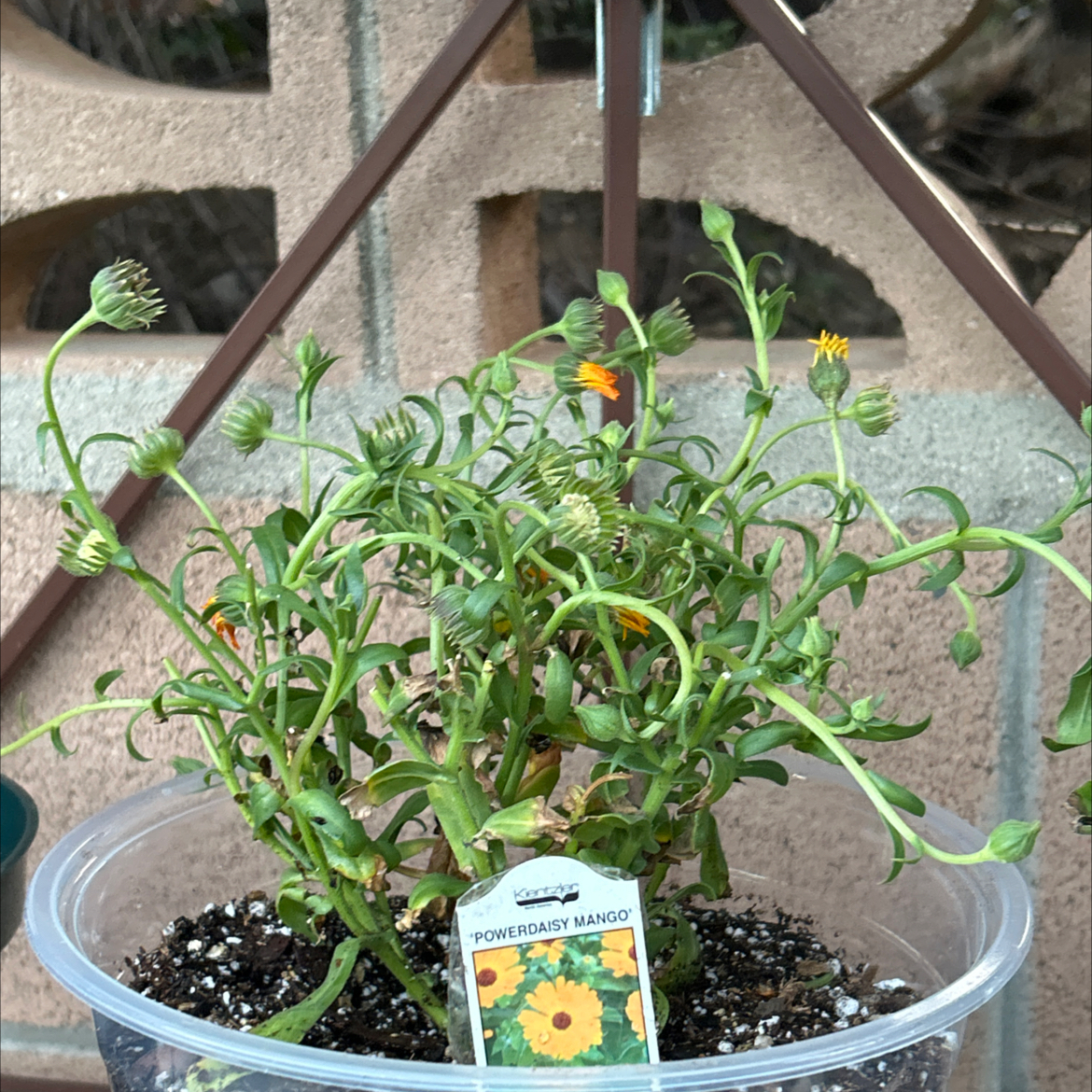 Photo of the plant species Marigold by @Shells_Garden named Callie on Greg, the plant care app