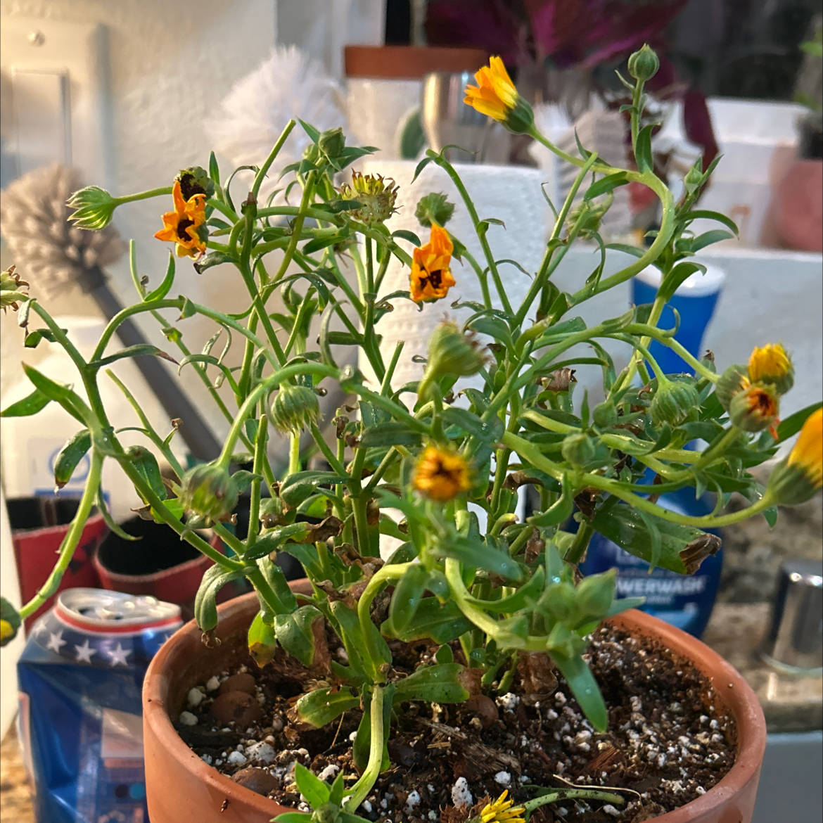 Photo of the plant species Calendula 'Oopsy Daisy' by @Shells_Garden named Mango Daisy on Greg, the plant care app