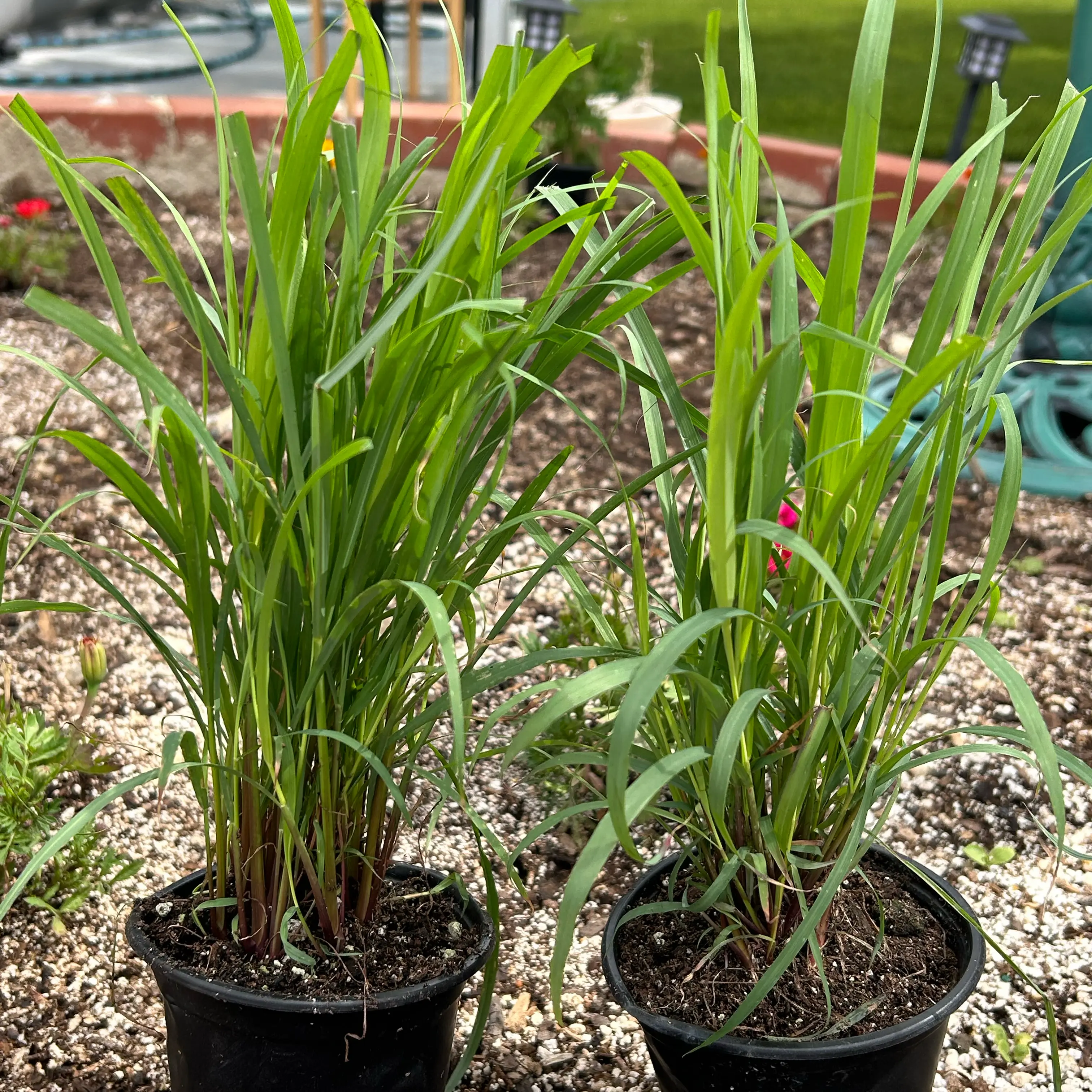 Photo of the plant species Cymbopogon Citratus by @Shells_Garden named Lemonheads on Greg, the plant care app