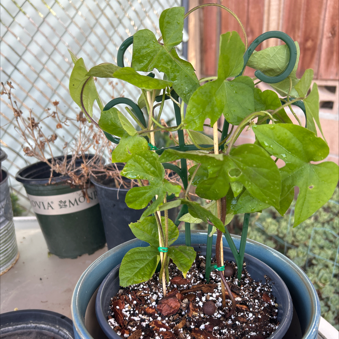 Photo of the plant species Mexican Morning Glory by @Shells_Garden named Gloria on Greg, the plant care app