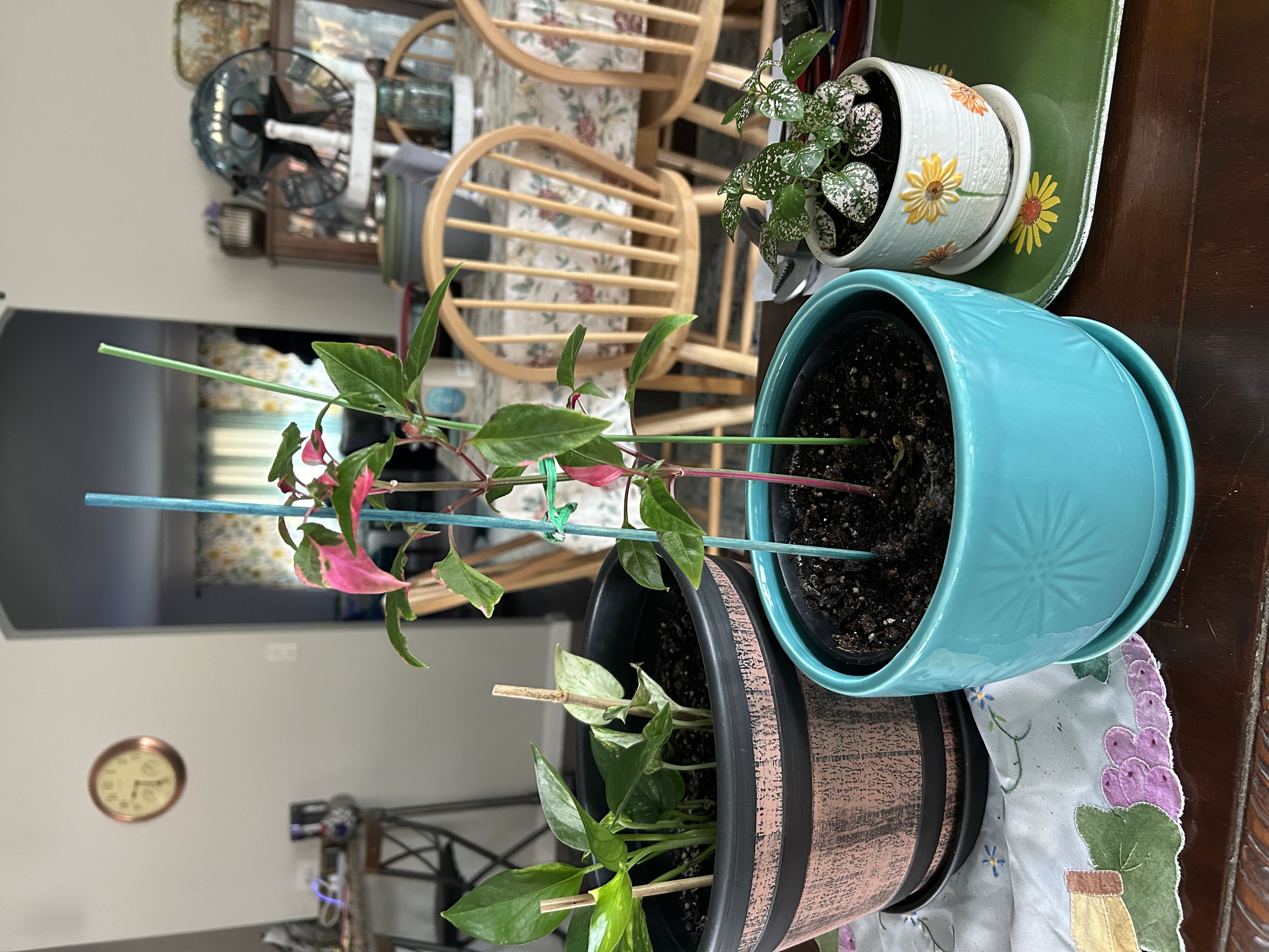 Photo from the post