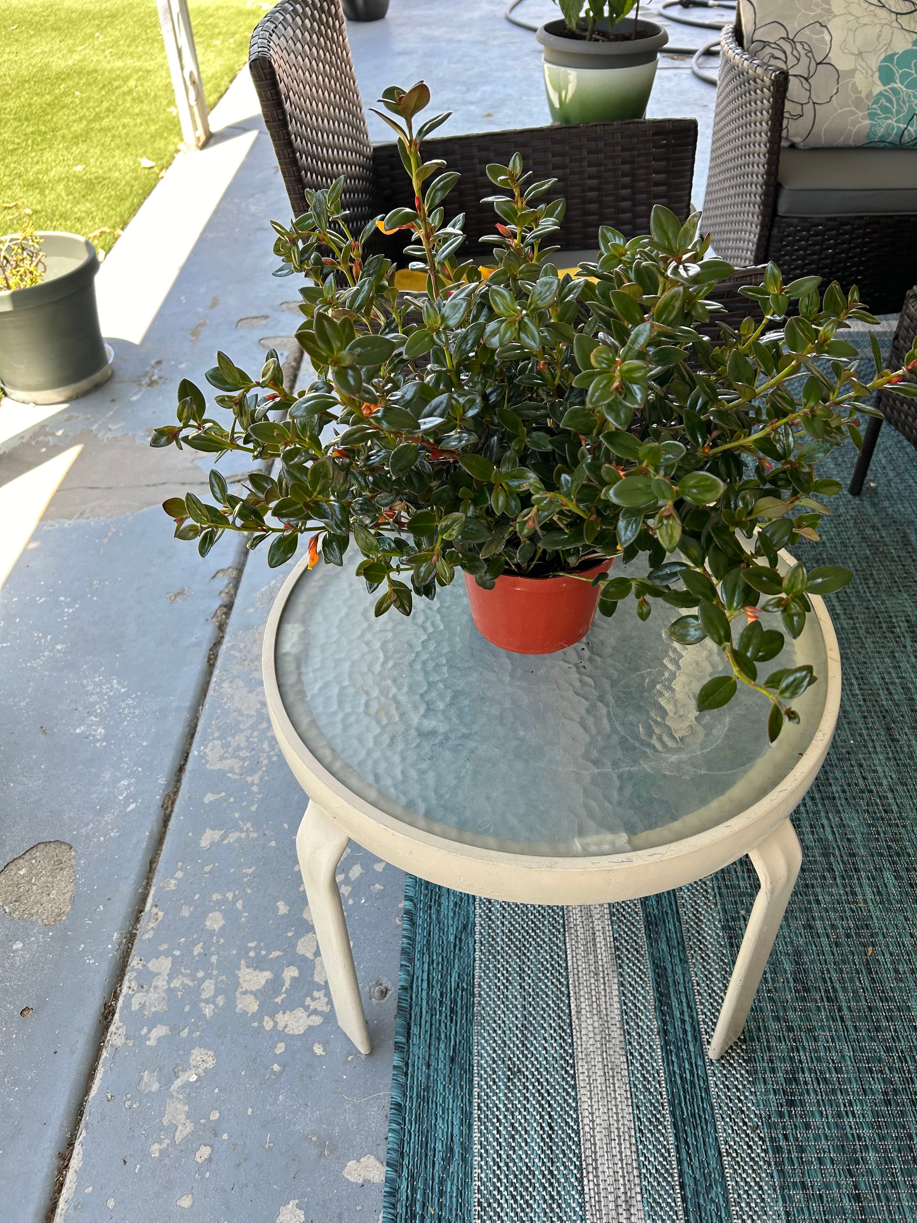 Why Are There Black Spots on My Monstera lechleriana Leaves?